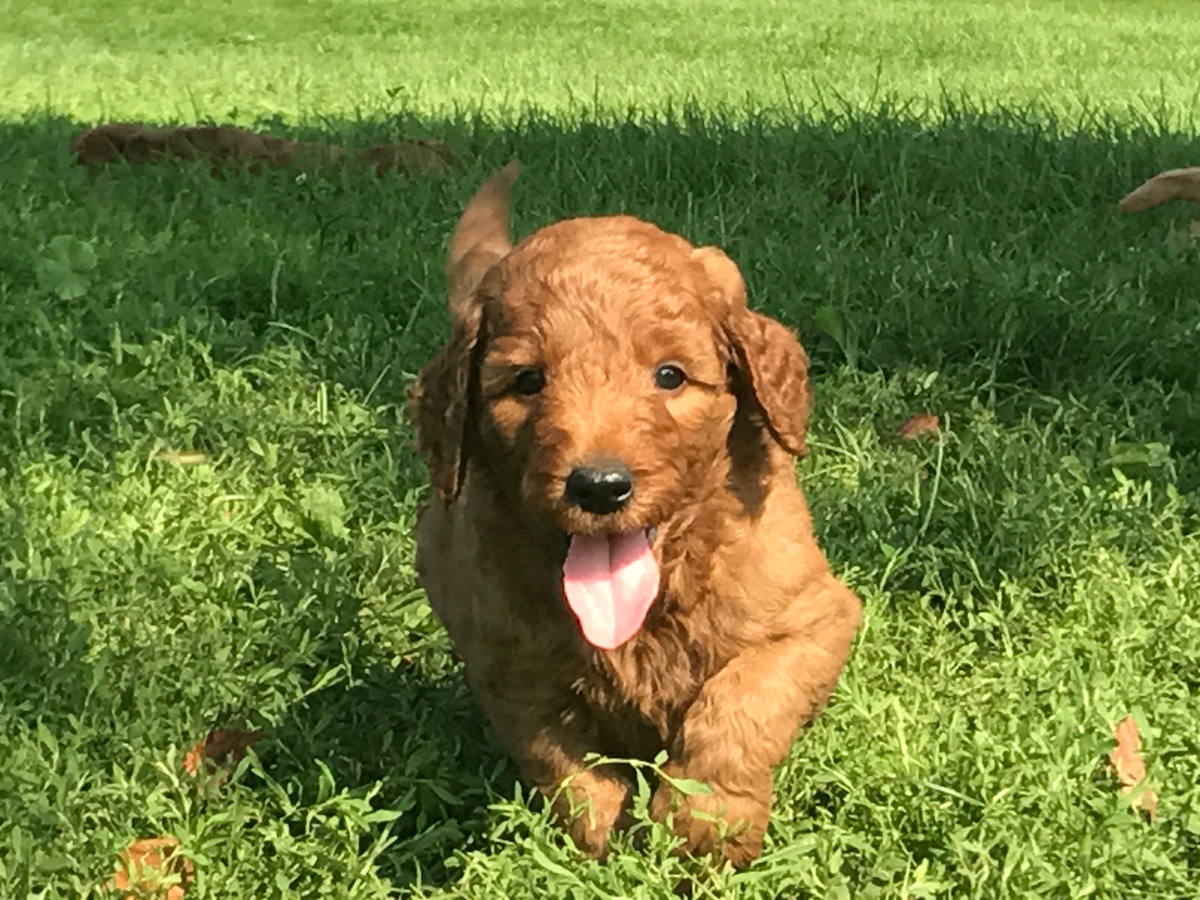 Dark Red Puppies! F1 Goldendoodle Litter!